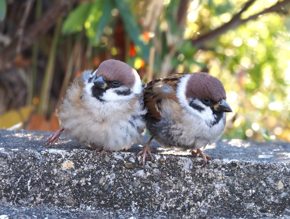 ちゅんちゅん (@chunchu0803) / Posts and Replies / X