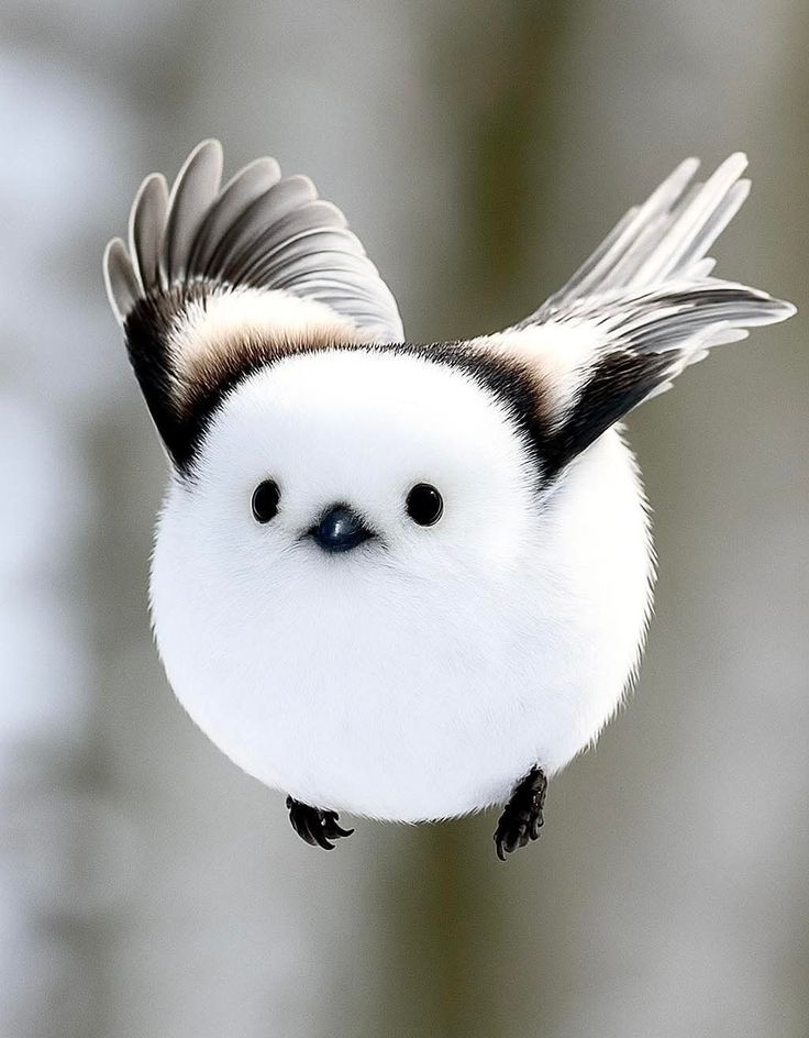 birdscolour56's tweet image. 