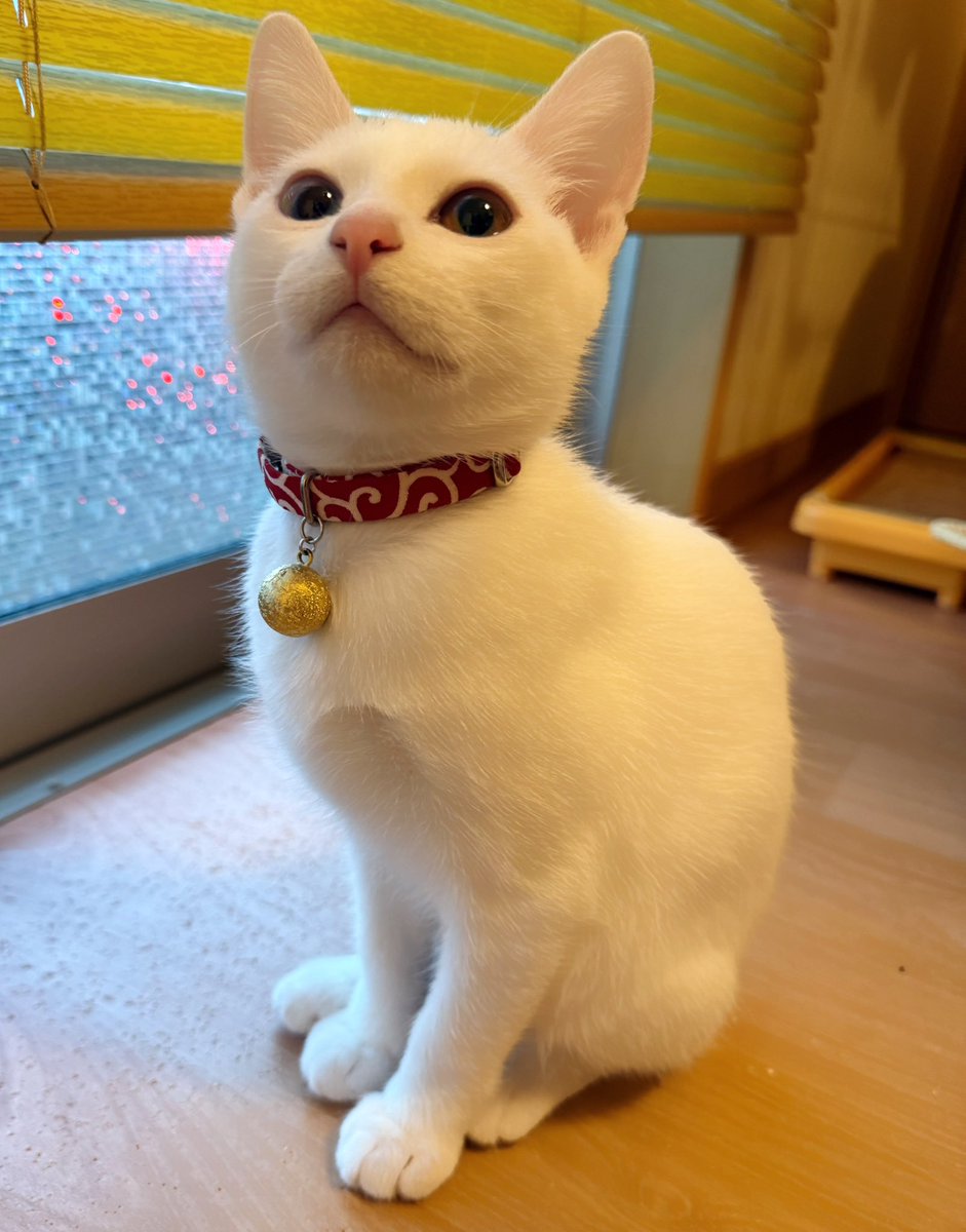 下僕忙しすぎてリプ返せなかったんだって