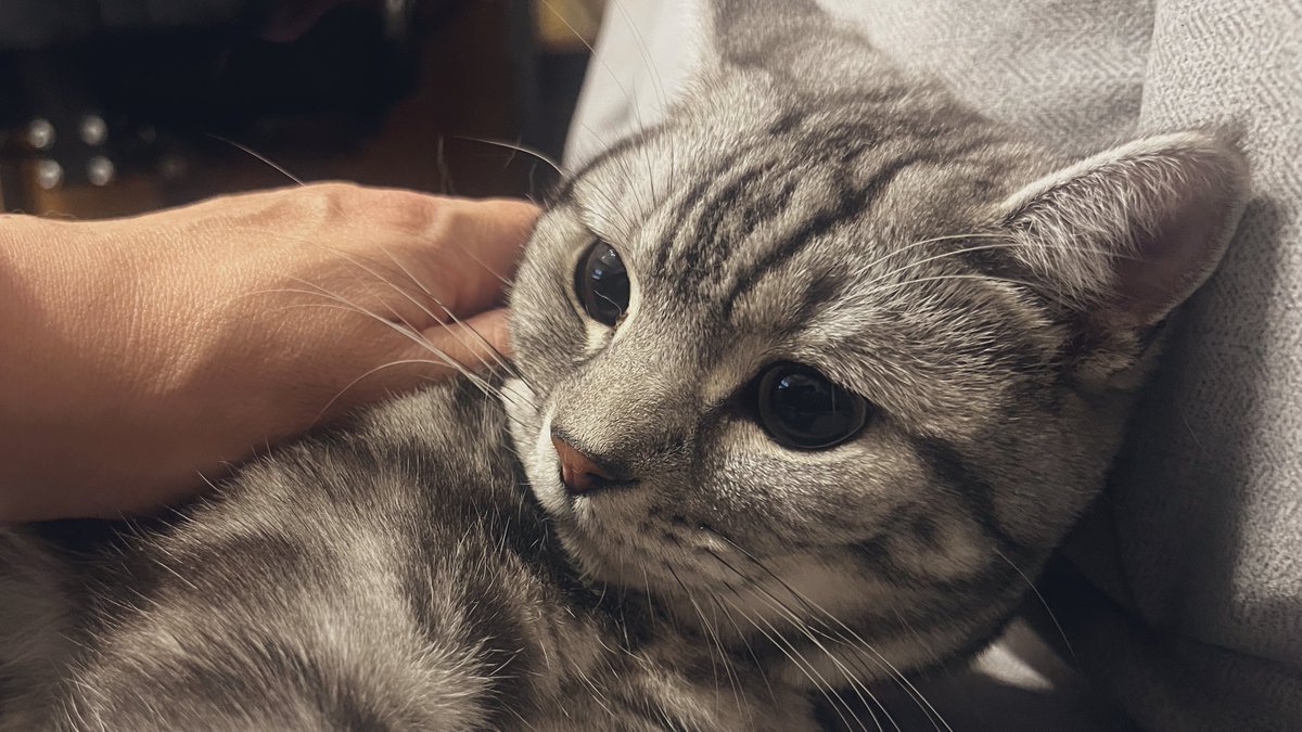 🌟あずにゃん🌟 (@azul_chan2) / Posts / X