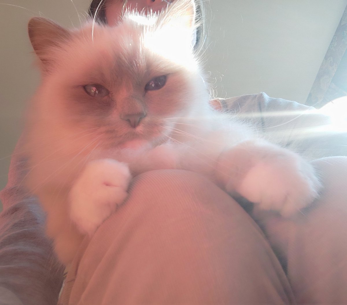 Hi furriends !! No more snow today ! I'm back from a sunny #hedgewatch in the garden and having a grooming session 😻😻#catsoftwitter #catsontwitter #catsofx #catsonx