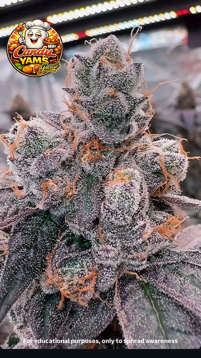 GREASi_Genetics's tweet image. CANDY YAMS
BRED SELECTED AND GROWN BY GREASI GENETICS