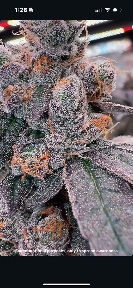 GREASi_Genetics's tweet image. CANDY YAMS
BRED SELECTED AND GROWN BY GREASI GENETICS