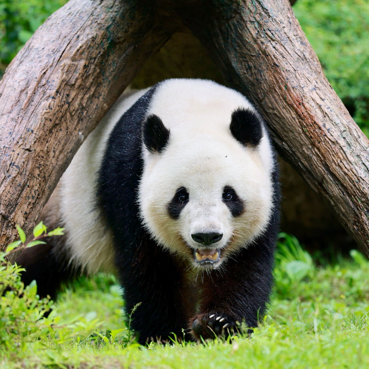 yonosuke (@xiangxiang178) / Posts / X