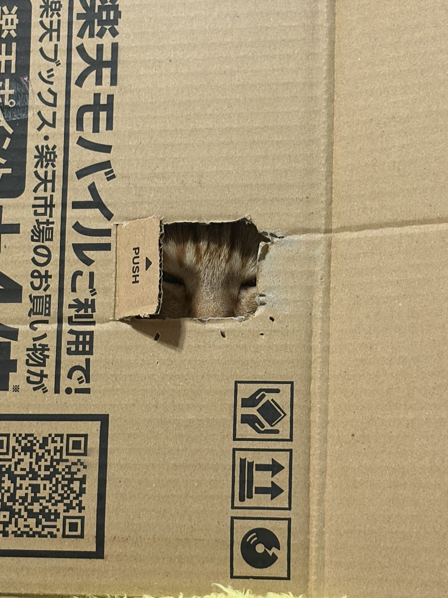 私はダンボール
絶対バレてない🐱