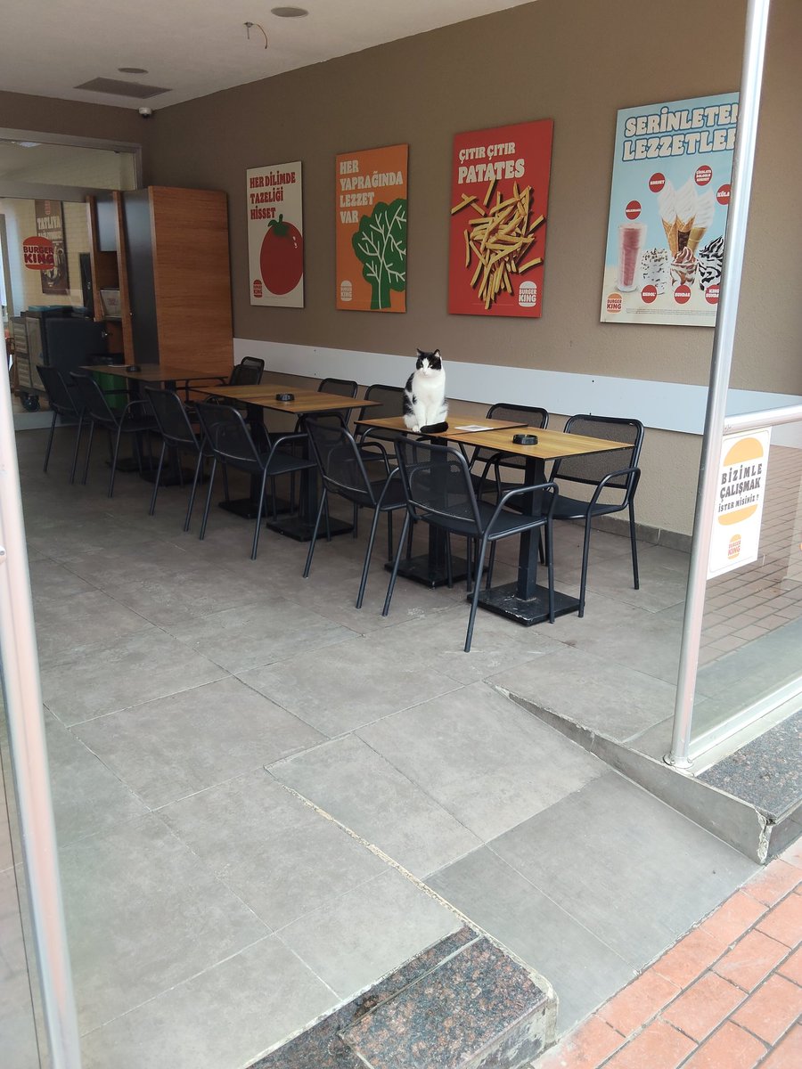cemsan11's tweet photo. @ibbzabita @MaltepeBelTr @gidadedektifi @BurgerKing @McDonaldsTR Kedileri severiz tamam da az önce  çoluk çocuk yemek yemişlerdi burada. Kedilerin yemek masalarında gezinmesi nekadar doğru. Bence bu İşletmeler uyarılmalı... https://t.co/kwPyOLkqmN