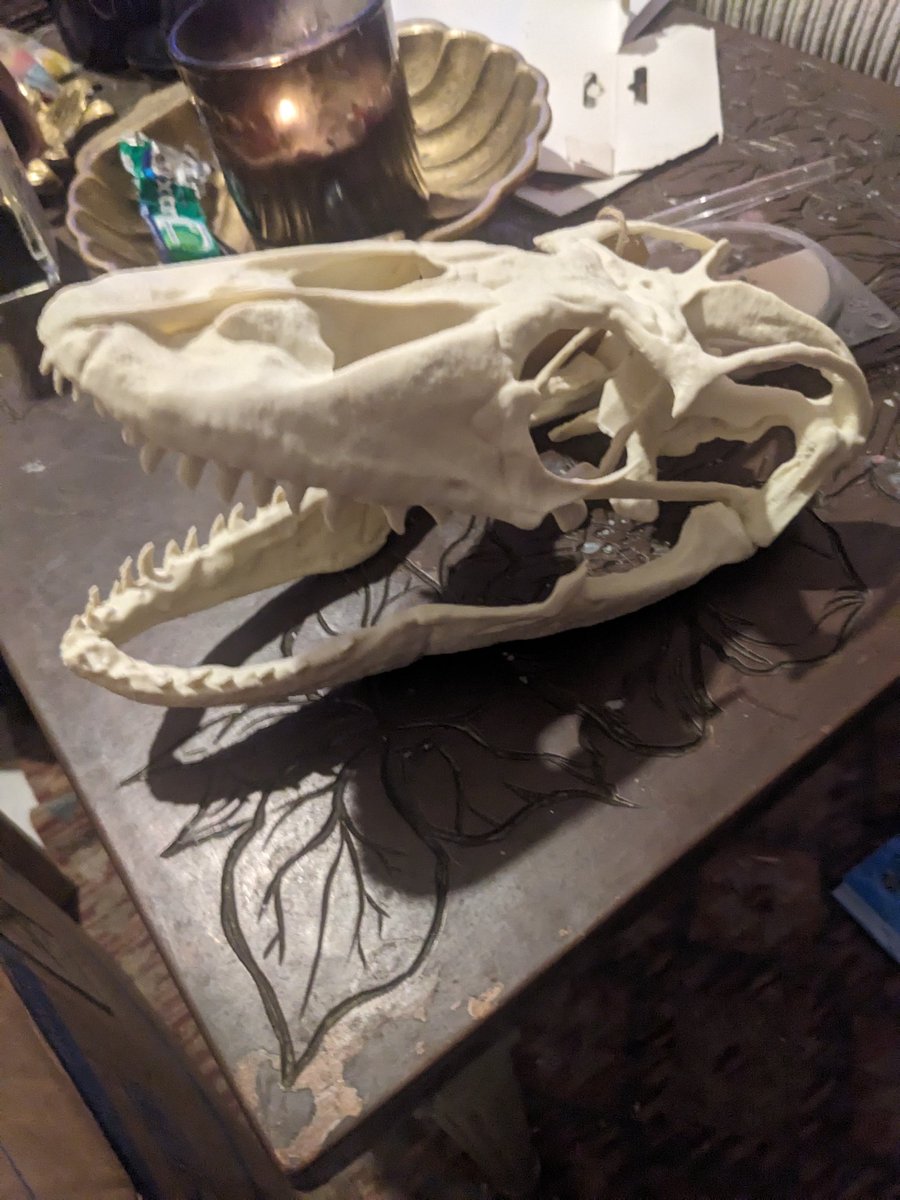 Replica of a Komodo dragon 💀 skull I'm loving it! Best present ever