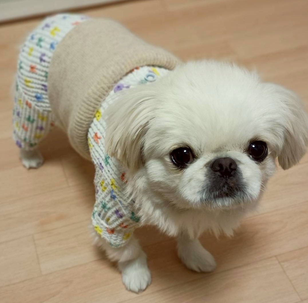 むぎくん (@muuuugi76) / Posts / X