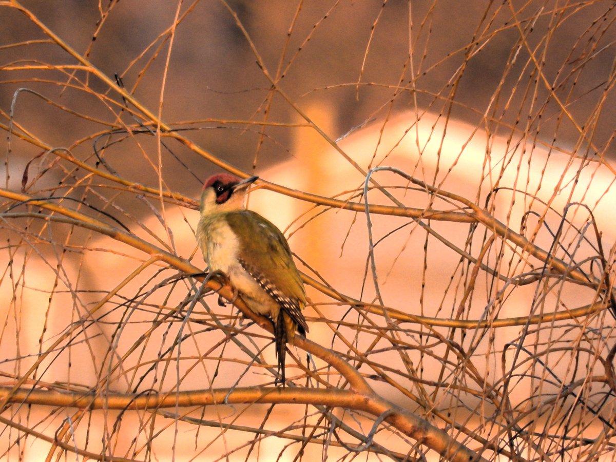 De Groene Specht bij de visvijver bij de Molen van Maasrijk Blitterswijck...