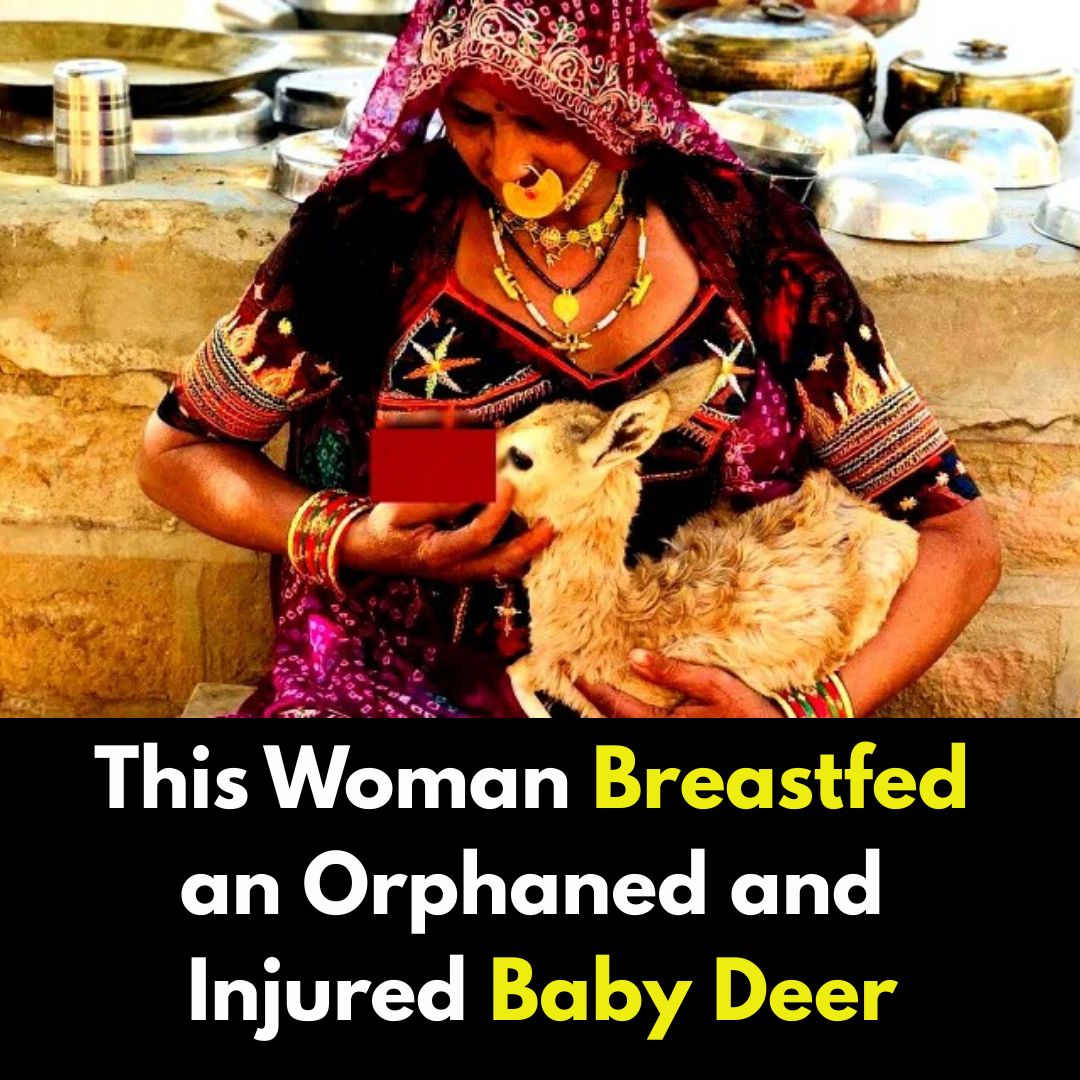 In 2017, a photograph went viral.

It showed a woman from Rajasthan’s Bishnoi community 𝗯𝗿𝗲𝗮𝘀𝘁𝗳𝗲𝗲𝗱𝗶𝗻𝗴 𝗮 𝗵𝘂𝗻𝗴𝗿𝘆 𝗯𝗮𝗯𝘆 𝗱𝗲𝗲𝗿.

When asked why she did it, her answer was simple:
“𝗧𝗵𝗲𝘆 𝗮𝗿𝗲 𝗹𝗶𝗸𝗲 𝗺𝘆 𝗼𝘄𝗻 𝗰𝗵𝗶𝗹𝗱𝗿𝗲𝗻.”

For more than 500