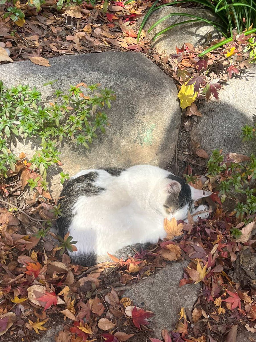 J_nmd_'s tweet photo. 🐈 https://t.co/tRC6723mHg