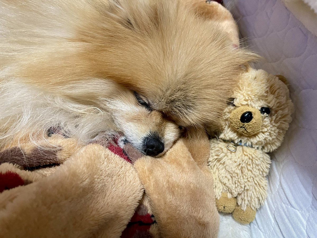 ポメラニアもふもふ3匹 (@ak1toPome) / Posts / X