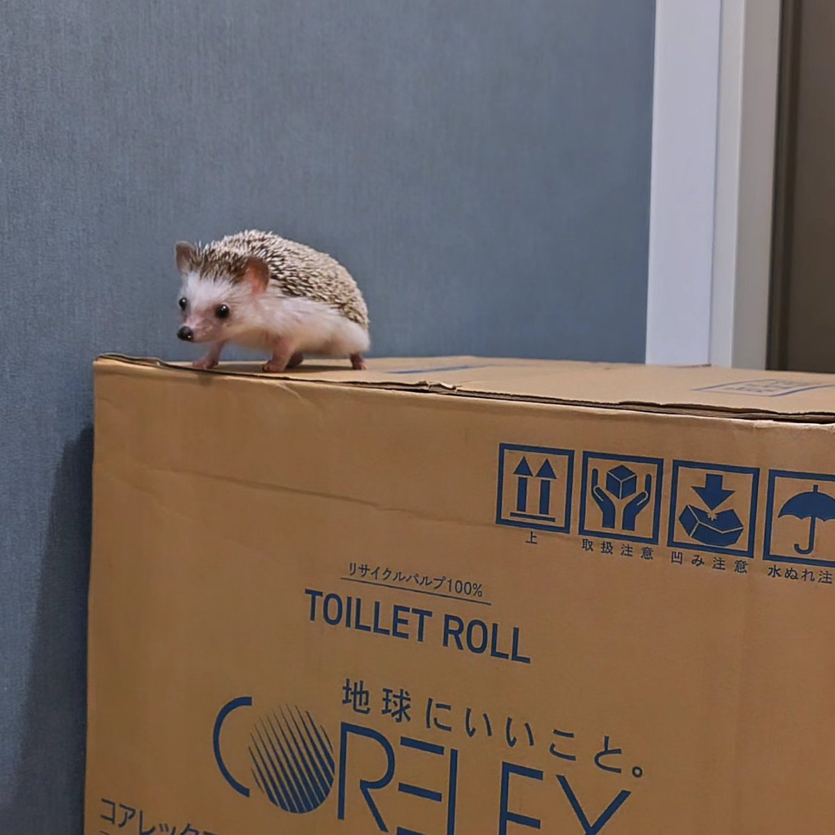 はりねずみ様へ♥11/9 🦔買うサイズを間違えたよぉ😆 #ハリネズミ #hedgehog #Igel #hérisson