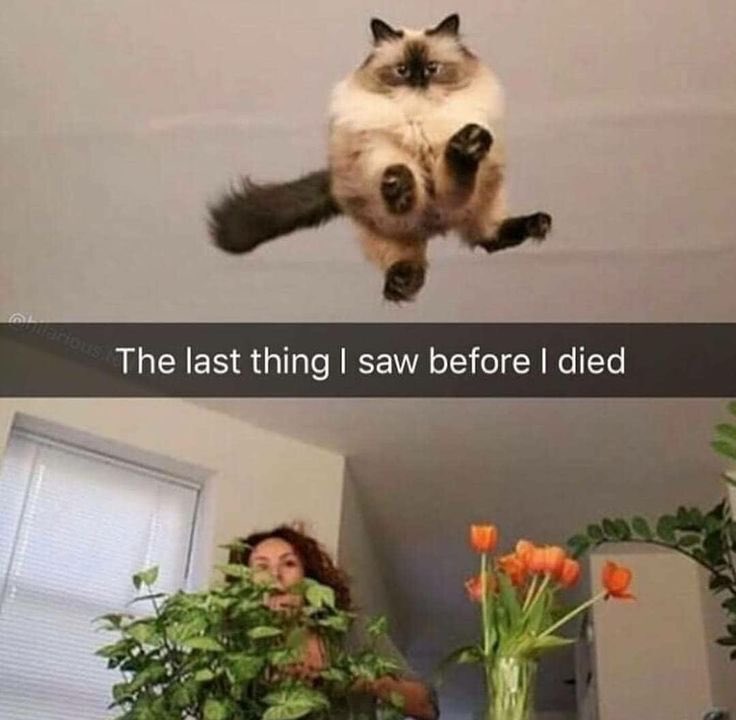 Shivanirft's tweet image. 