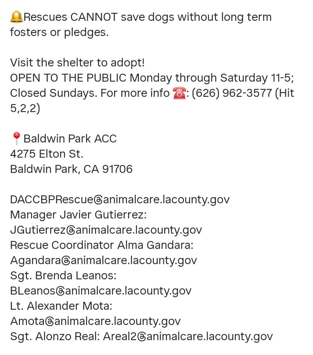 team_greenacres's tweet image. 🚨 #BALDWINPARK ACC #CALIFORNIA - URGENT ADOPT / FOSTER / RESCUE 🚨 

‼️Ula (male), 9 years old, 11.2 pounds. Toy #poodle cross #shihtzu ID No: #A5142228 ‼️ 

Once #adopted as a young pup (old ID number), only to be an owner surrender years later. He is heartbroken &amp;amp; terrified in