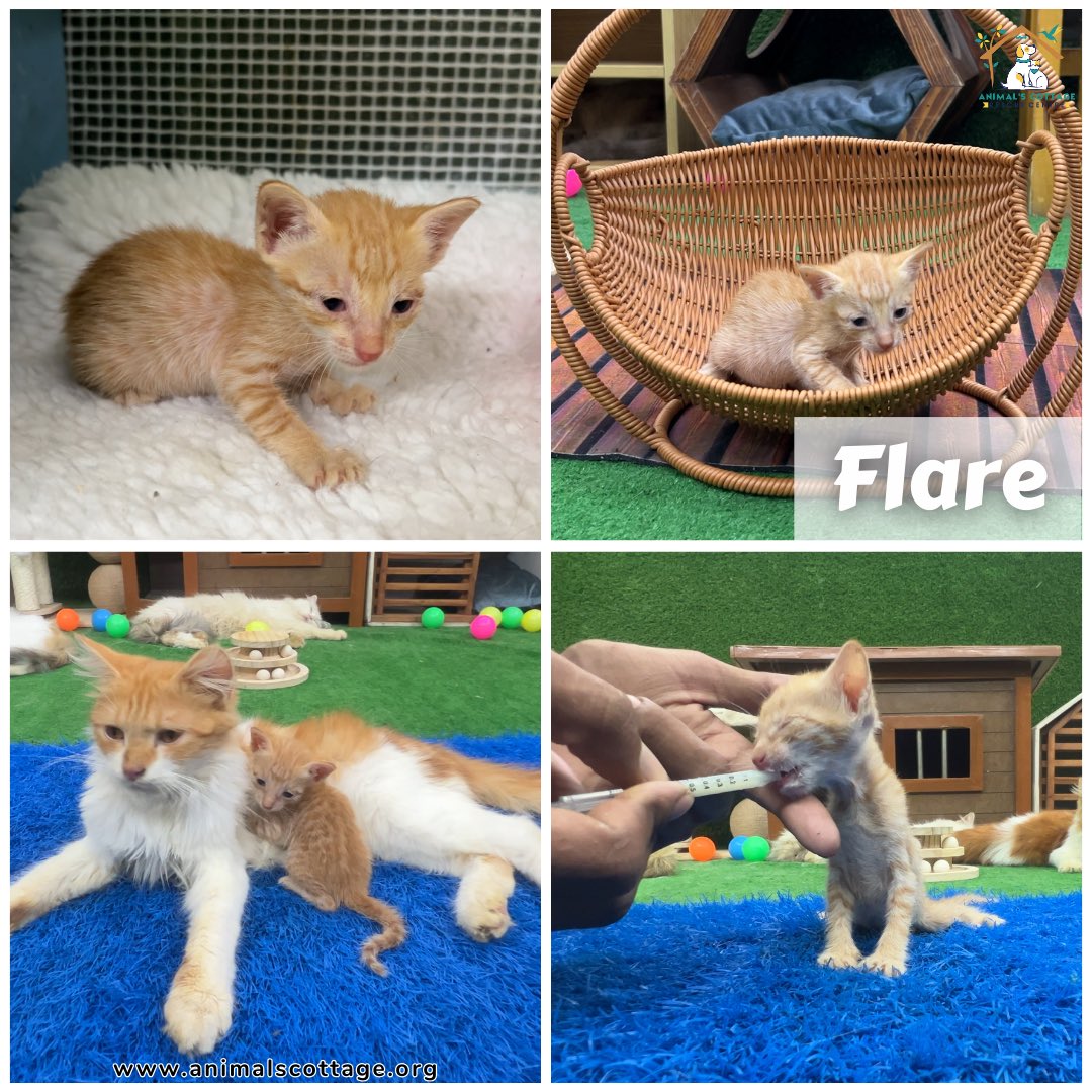 AnimalScottage's tweet photo. Meowy Christmas! 🎄 
Christmas fundraising has been started since last 3 days,Would you like to contribute in our Christmas Fundraising? If you haven't send Christmas donation yet then please send it as soon as possible. 

Guys! You know how expensive everything is for pets. Kindly donate us for buying food, paying for veterinarian care and medicines.

Please don't forget the cats and dogs of our city. They need your help. Donate us for saving poor & needy cats and dogs.

Support via Credit Card:
https://t.co/d5foCqLa7U

Support via PayPal:
https://t.co/7oSWv0PXs9