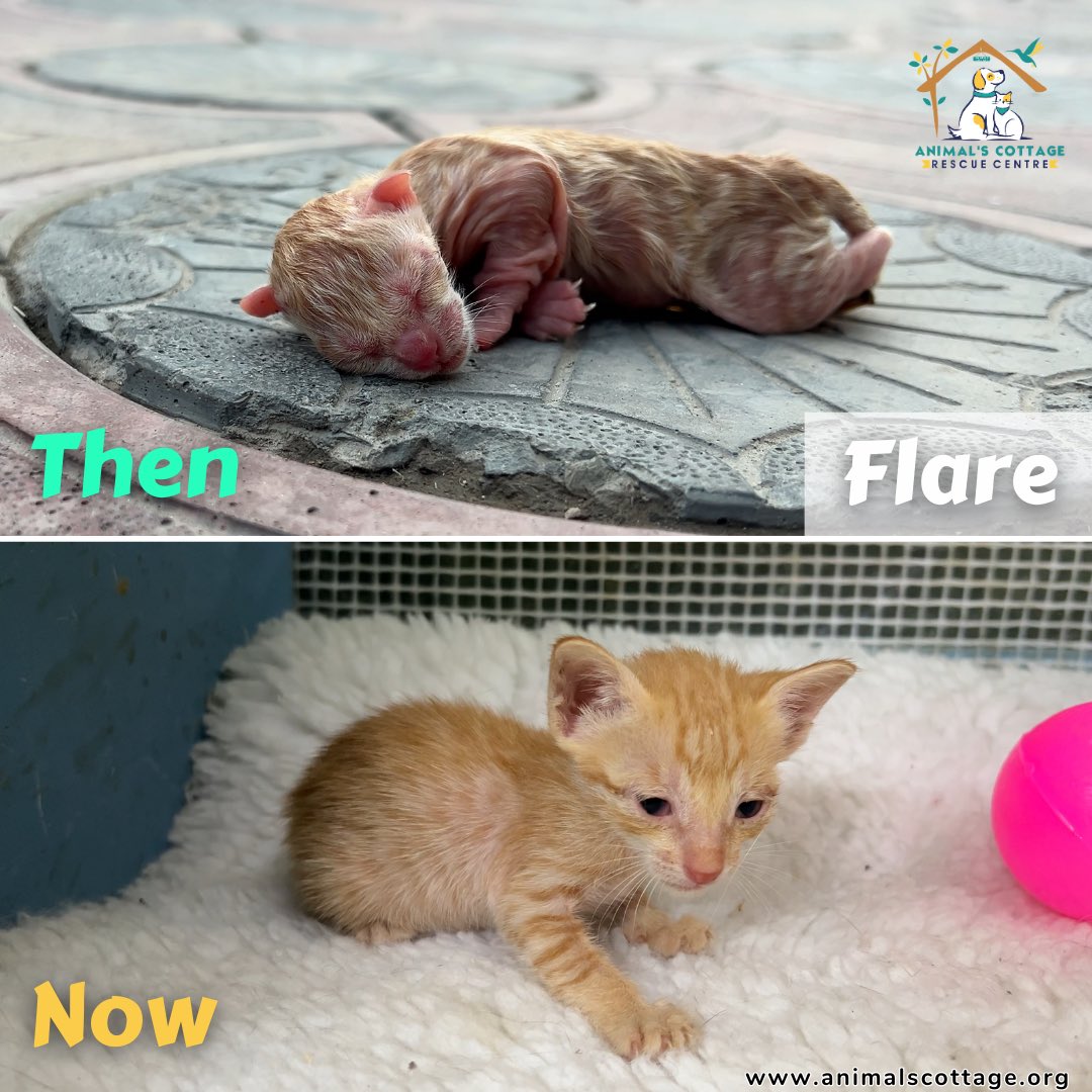 AnimalScottage's tweet photo. Meowy Christmas! 🎄 
Christmas fundraising has been started since last 3 days,Would you like to contribute in our Christmas Fundraising? If you haven't send Christmas donation yet then please send it as soon as possible. 

Guys! You know how expensive everything is for pets. Kindly donate us for buying food, paying for veterinarian care and medicines.

Please don't forget the cats and dogs of our city. They need your help. Donate us for saving poor & needy cats and dogs.

Support via Credit Card:
https://t.co/d5foCqLa7U

Support via PayPal:
https://t.co/7oSWv0PXs9