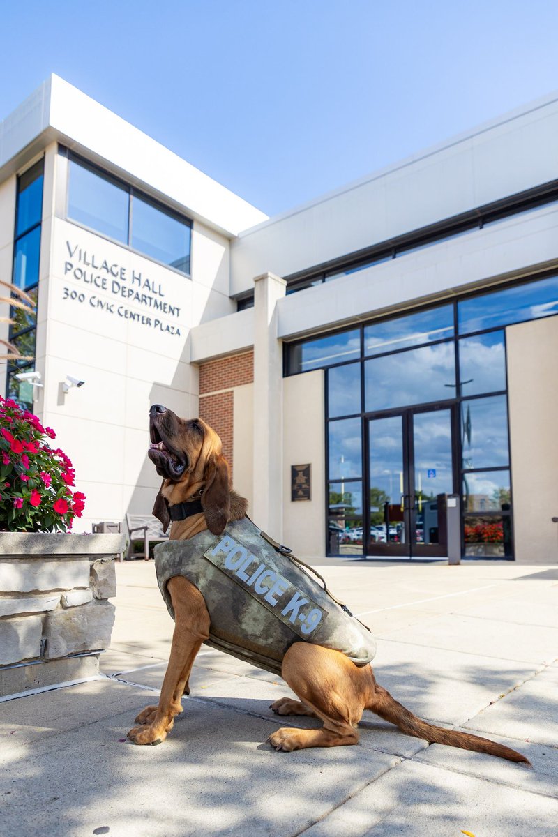 VIK9s's tweet photo. K9 Ivy of Glendale Heights PD has received a protective vest thanks to Vested Interest in K9s, Inc! 🐕👮
The vest is embroidered "In memory of Carol Crate". Help us protect more K9 heroes by sponsoring a vest today.

Learn more: https://t.co/LHqww1VutD

#K9Vest #VestedK9 #VIK9s https://t.co/QM8TXHgDjw