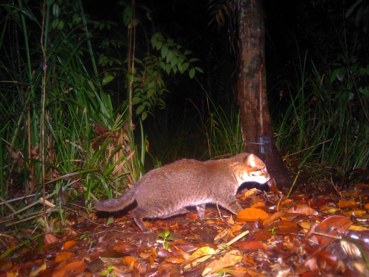 DNPnews_'s tweet image. ข่าวดีแห่งวงการอนุรักษ์! กรมอุทยานฯ – แพนเทอรา ยืนยันการกลับมาของ “แมวป่าหัวแบน” ในป่าพรุโต๊ะแดง หลังหายไปนานเกือบ 30 ปี พบหลักฐานสำคัญ “การสืบพันธุ์ในธรรมชาติ”