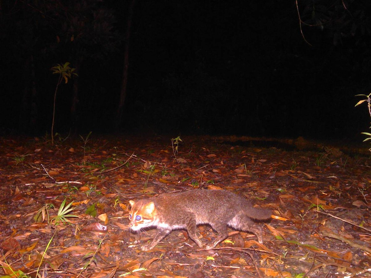 DNPnews_'s tweet image. ข่าวดีแห่งวงการอนุรักษ์! กรมอุทยานฯ – แพนเทอรา ยืนยันการกลับมาของ “แมวป่าหัวแบน” ในป่าพรุโต๊ะแดง หลังหายไปนานเกือบ 30 ปี พบหลักฐานสำคัญ “การสืบพันธุ์ในธรรมชาติ”