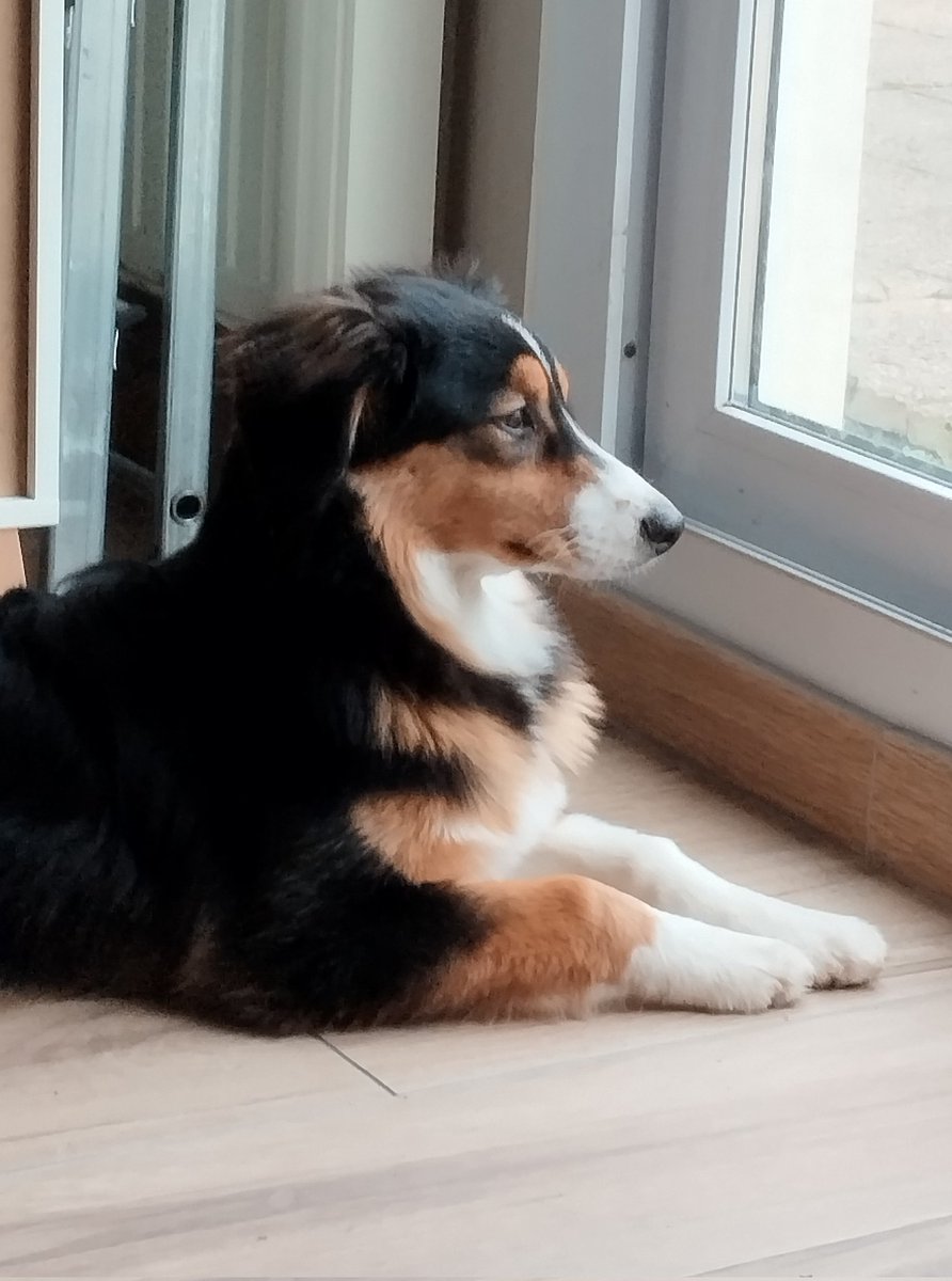 RangerSam's tweet image. La belle gosse qu'elle est en train de devenir, celle ci 🥰