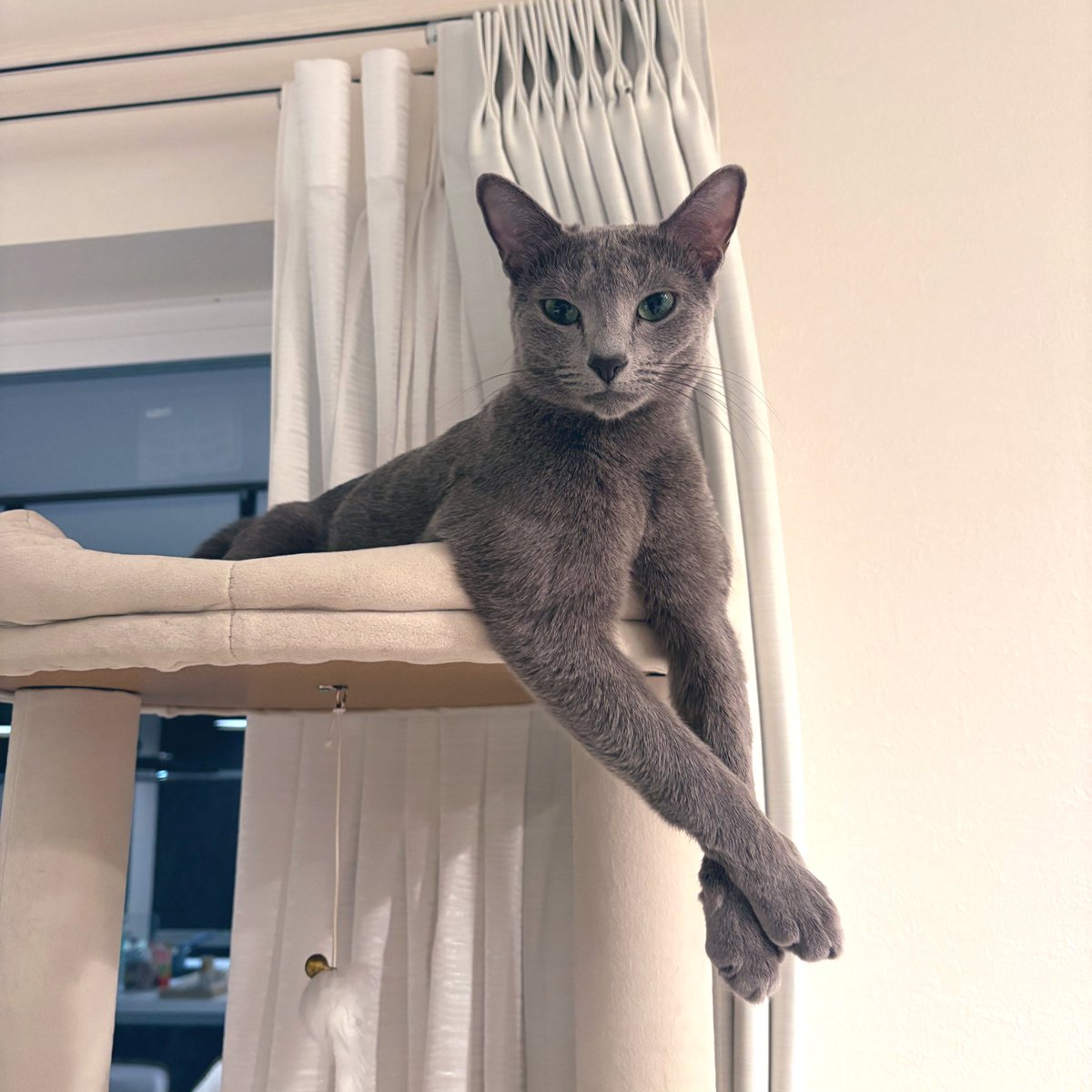 ロシアンブルーのシアン🐈‍⬛ (@kana_cosme123) / Posts / X