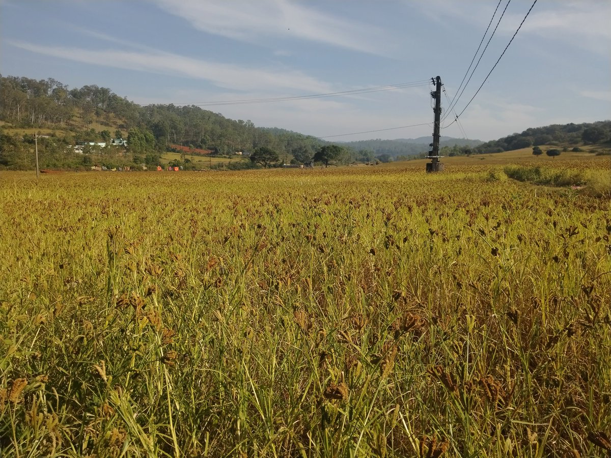 During DCOR Consulting’s recent field visit to #Koraput district, southern #Odisha, #MILLET s were seen as a key part of local food systems and culture. Women played a central role in millet processing, supporting #nutrition, #livelihoods, and community resilience.#dcorconsulting