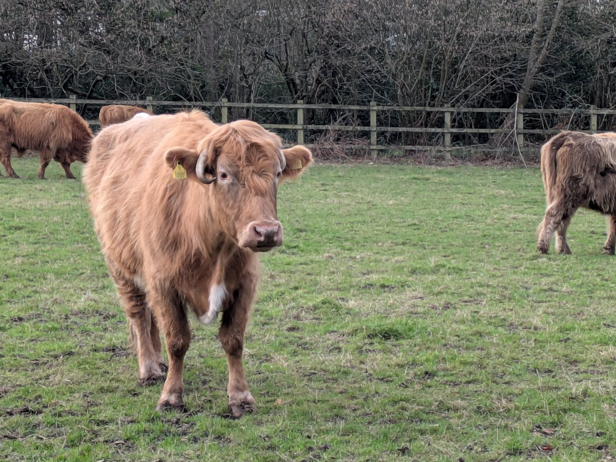GoFastAdy's tweet image. Boxing day coo walk.
Found all 13 mooers 🎄🤶😁👍@KJPerry61