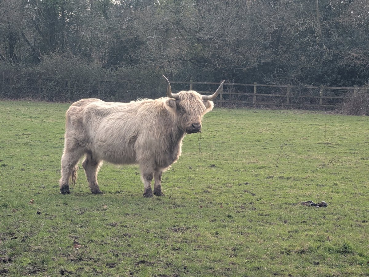 GoFastAdy's tweet image. Boxing day coo walk.
Found all 13 mooers 🎄🤶😁👍@KJPerry61