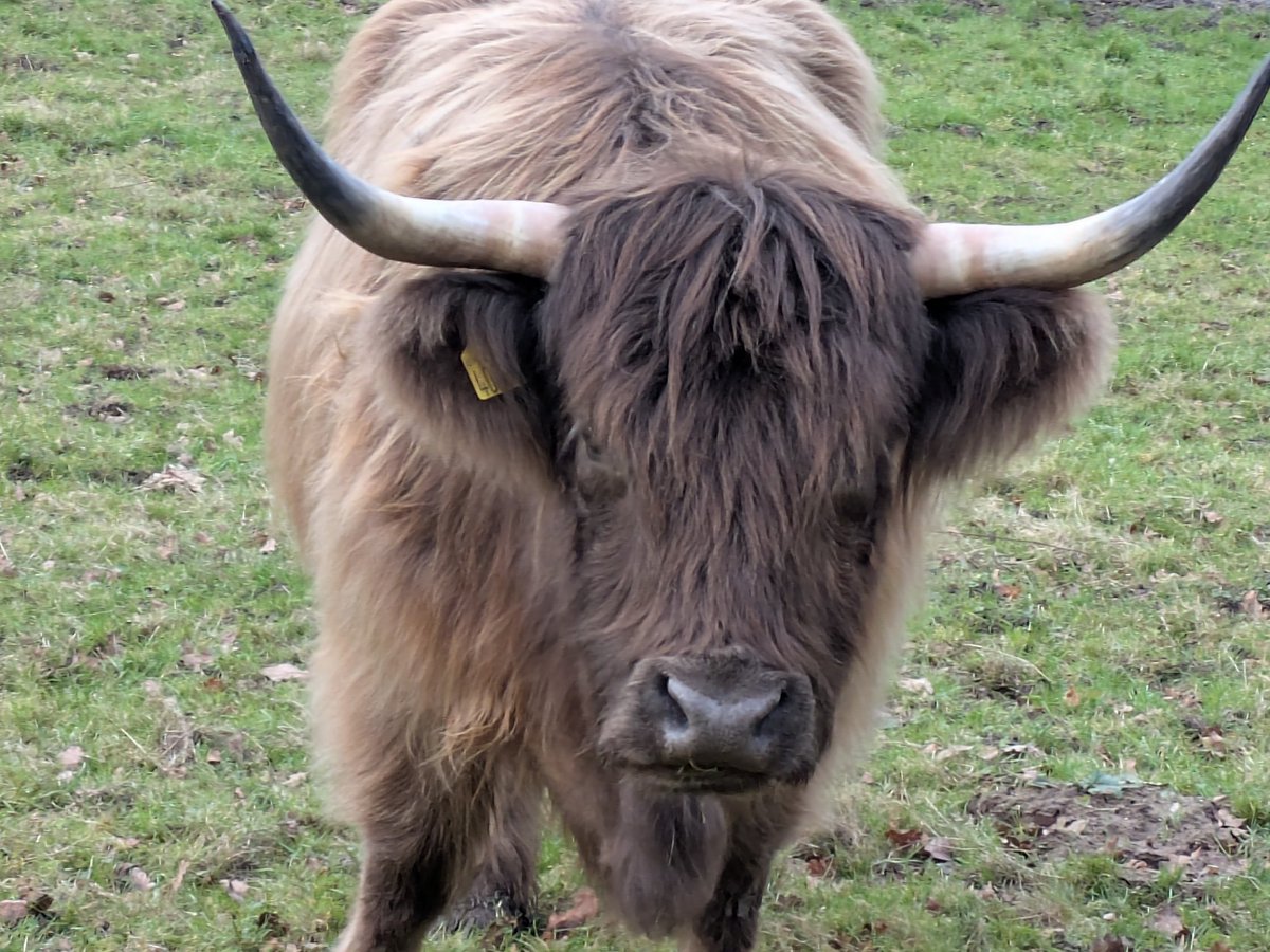 GoFastAdy's tweet image. Boxing day coo walk.
Found all 13 mooers 🎄🤶😁👍@KJPerry61
