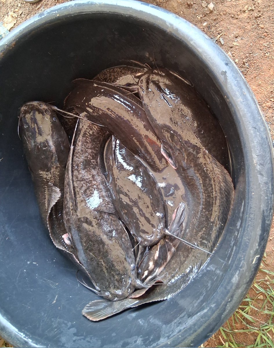 LASGFISHFARM's tweet image. 1 fish weighs 3kg! You can't get the unbeatable price it's going for anywhere else! Bulk buyers are not left out, Detty December Sales just got more profitable.
