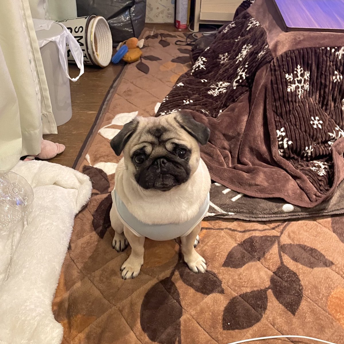 パグちゃん♪welcome パグ【鹿児島県・男の子・2025年5月19日・フォーン】父親AM