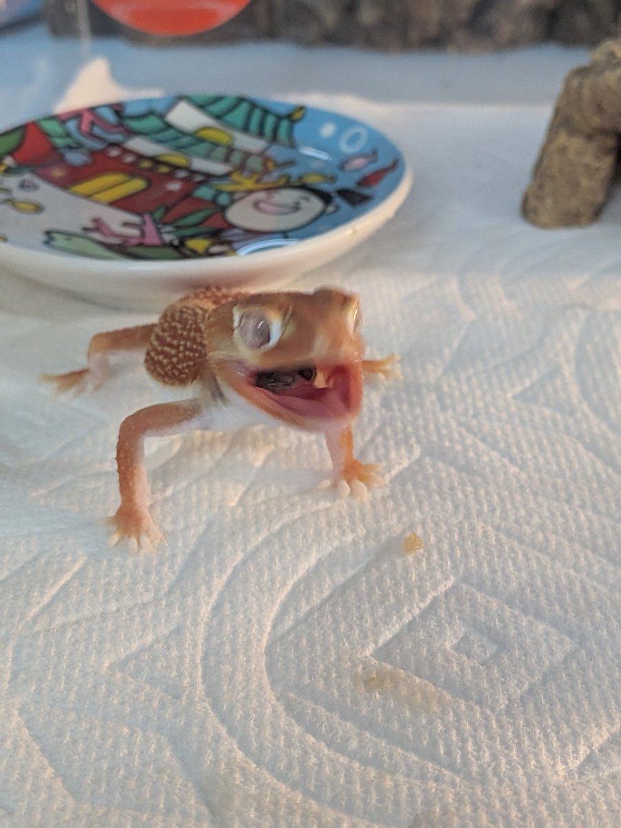 カッチ
ご飯だよぉ〜
今朝💩もして
ご飯もしっかりと食べてくれました。
タマオをフリフリフリフリフリフリしてかなりタメテタメテから食べてくれて面白かったぁꉂ🤣w𐤔