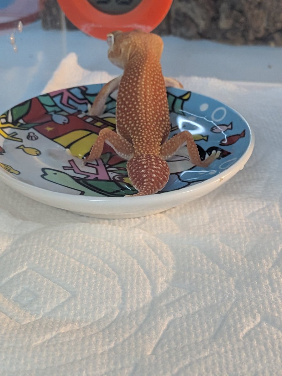 満足したようです💜
やばいな〜可愛すぎるな(*´꒳`*)