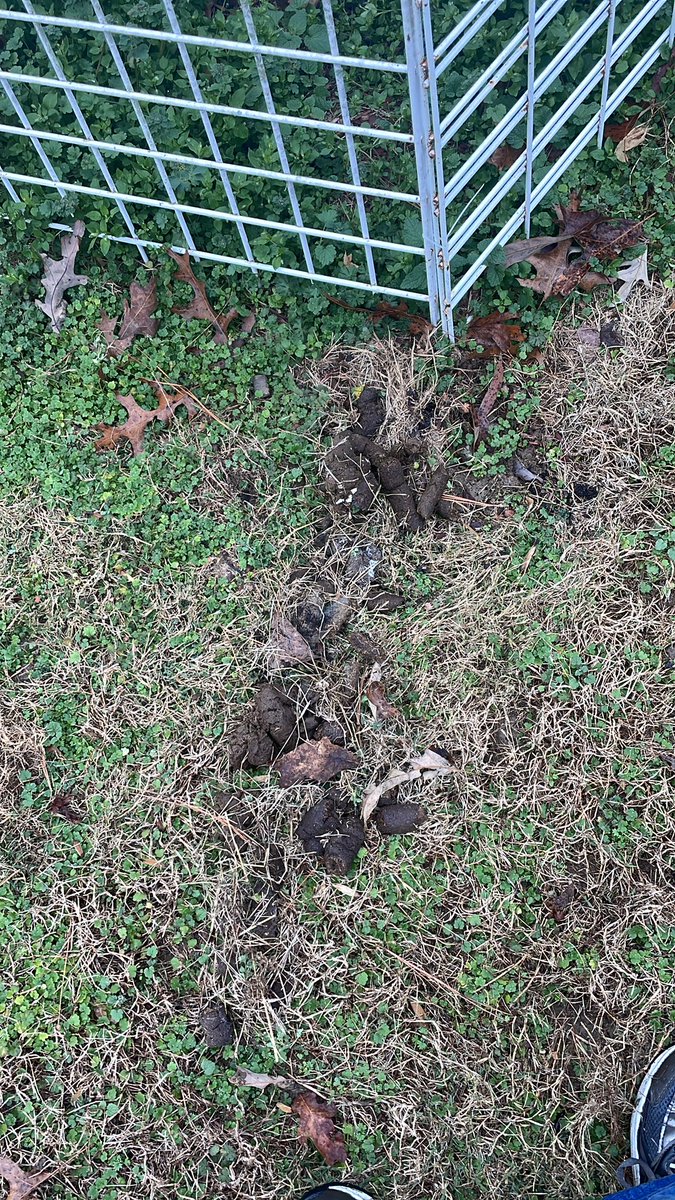 Bifurcation{JESUS} tweet media