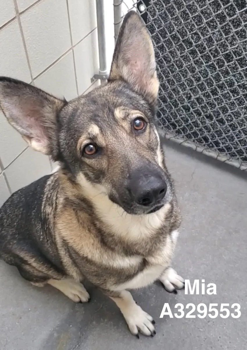 LisaBrabson's tweet photo. MIA #A329553 11YO
It is so hard to see such a wonderful dog fighting for her precious life, when she is SO AMAZING!
Fabulous personality,well mannered,ABSOLUTELY ADORABLE!
She will steal your โค๏ธ if u save her!
Plz #Adopt #Foster or #Pledge just plz save her! #CorpusChristi #tx https://t.co/Qvpfyo4M6J
