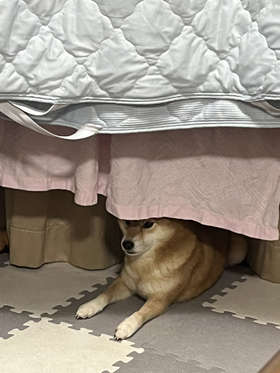 隠れてるつもりっぽい