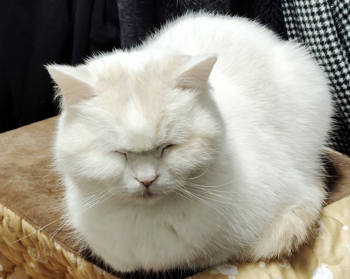 福ちゃん (@fukuchanwhite) / Posts / X