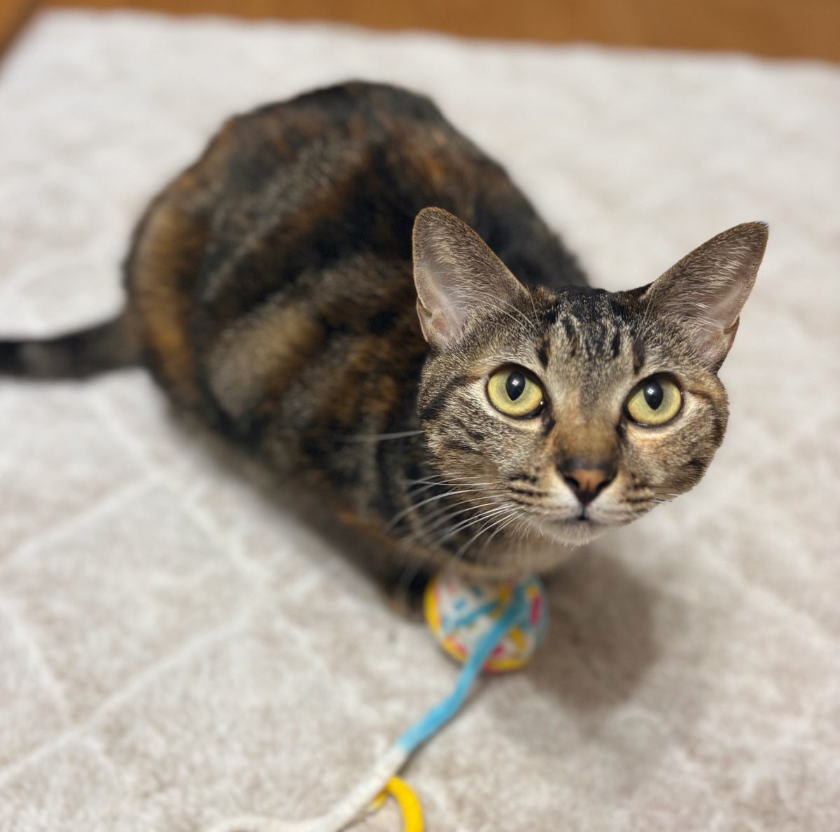 仕事納め猫🐈