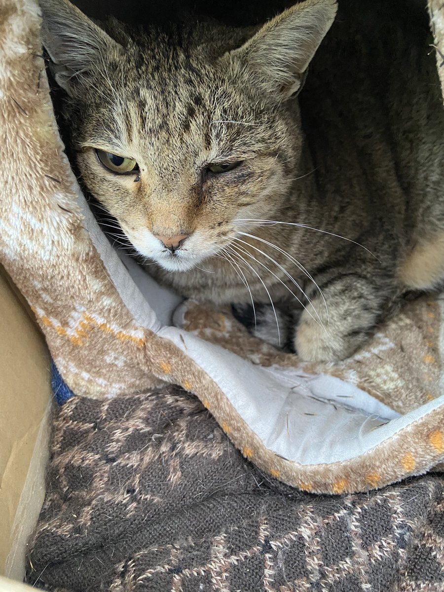 ねこやなぎ ねこやなぎ (@nekoyanagirider) / Posts / X