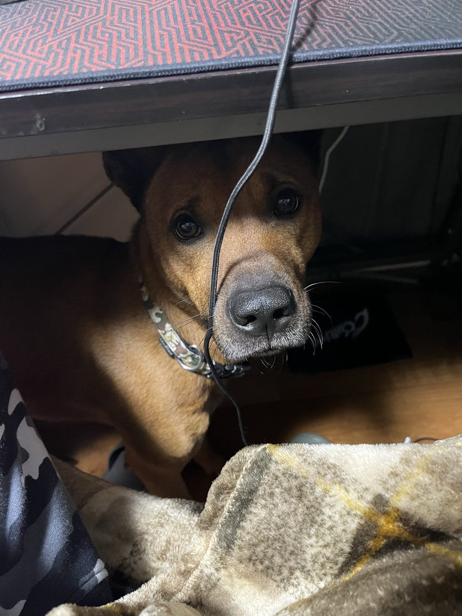 ドッグナビ充電する音聞いて完全覚醒してしまった犬