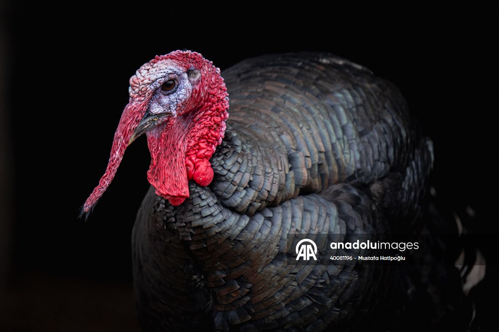 Ankara’nın Pursaklar ilçesinde faaliyet gösteren hindi yetiştiricileri, hindilerin beslenme ve bakım süreçlerini yıl boyunca özenle sürdürüyor. 
Naturally raised Kandira turkeys ready for New Year sales 
#Ankara #Hindi #Turkiye #AA #animal #Turkey