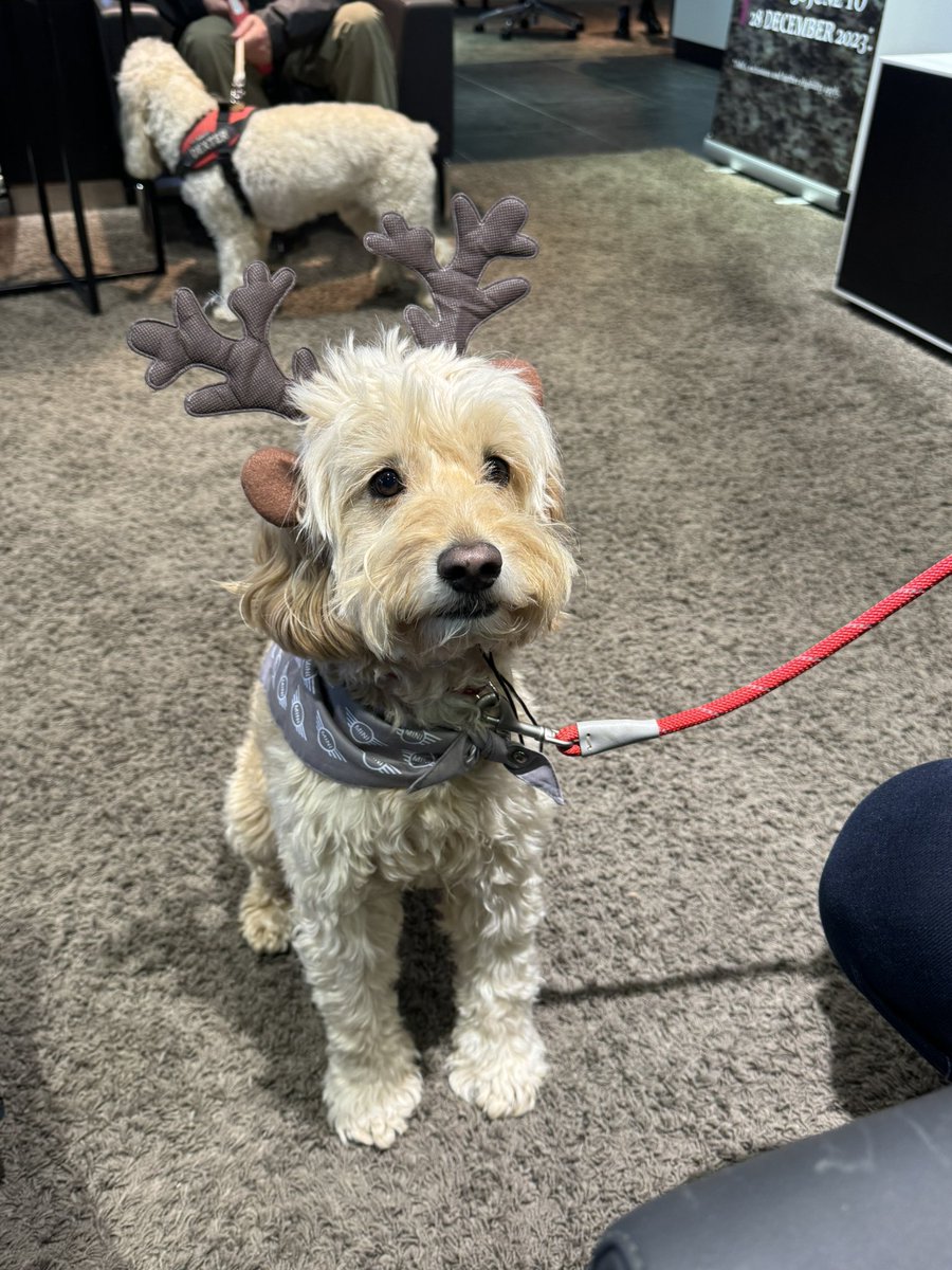 Happy Christmas from Riley