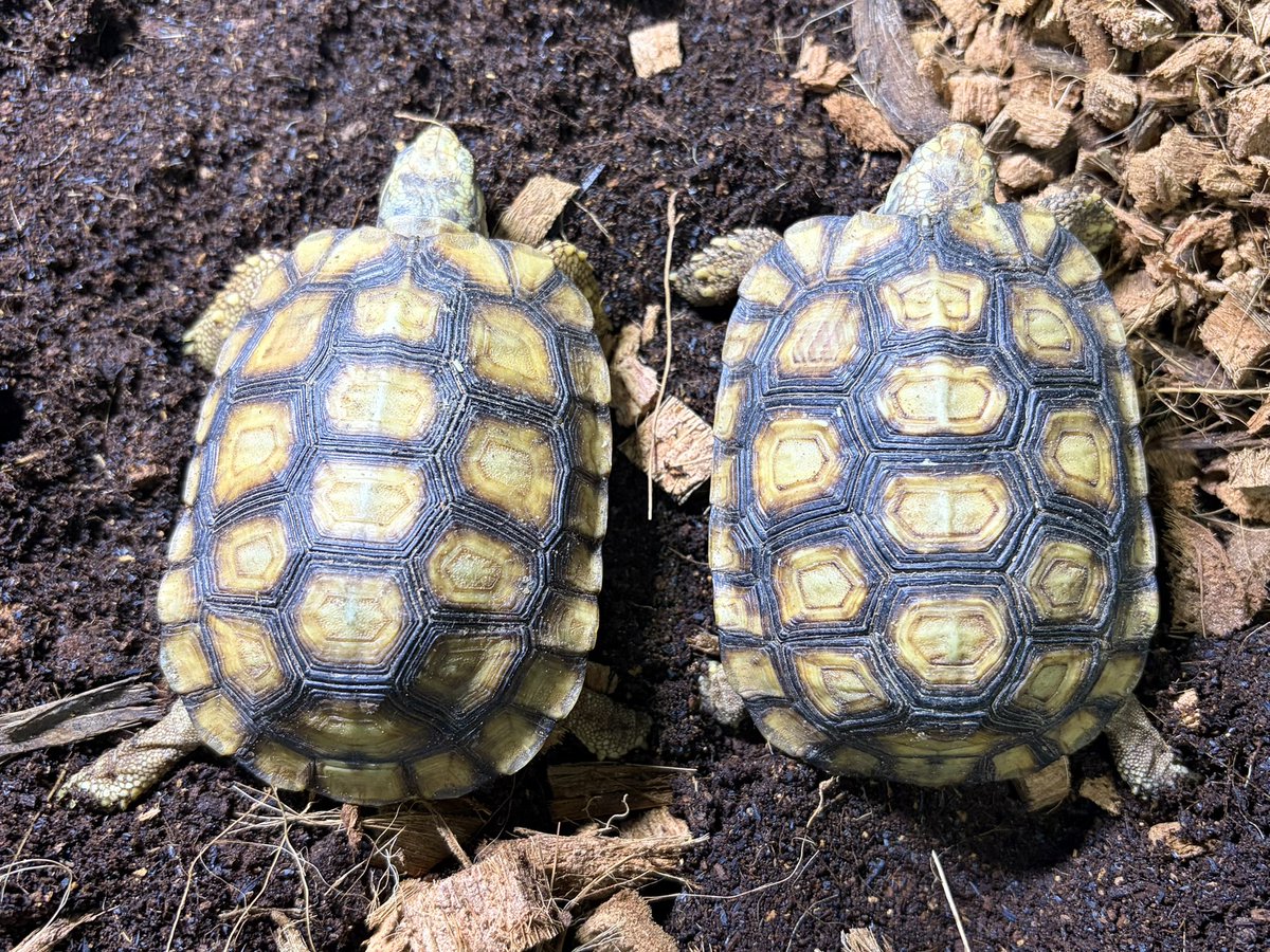 heeeee585's tweet photo. スピークセオレガメ🐢

ロカリティの違いは素晴らしい https://t.co/82wyDwIqTC