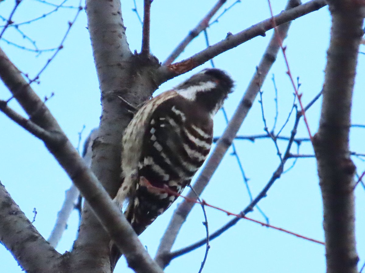 【バラ売り可】ツキウタ。 ハピチャンクジ 126点 バラ売り可】ツキウタ。 ハピチャンクジ 126点 ツキウタ。」劇場版