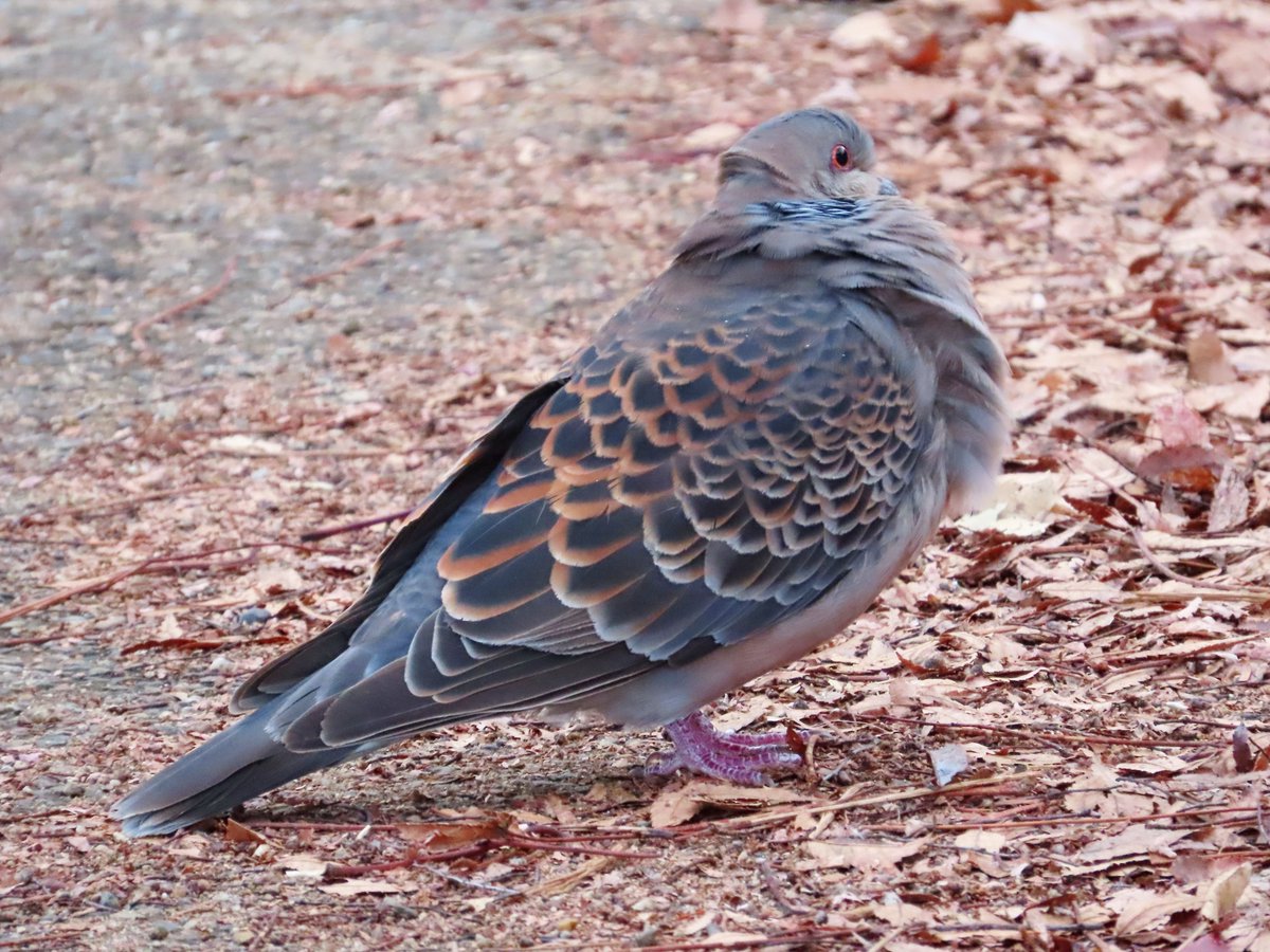 【バラ売り可】ツキウタ。 ハピチャンクジ 126点 バラ売り可】ツキウタ。 ハピチャンクジ 126点 ツキウタ。」劇場版