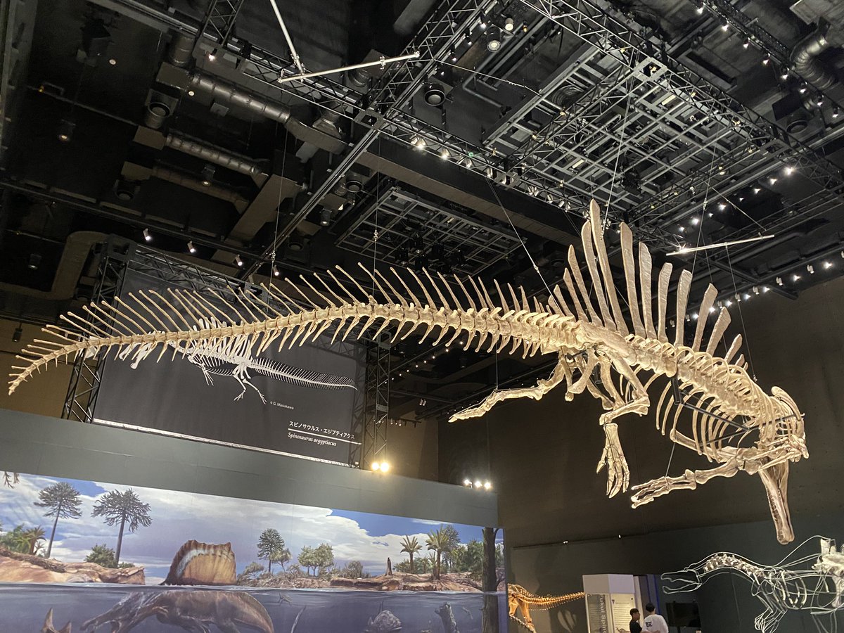 Tarbon2022's tweet photo. スピノサウルス・エジプティアクス
(福井県立恐竜博物館特別展・獣脚類2025にて)
 #金曜日だから化石貼る
 #FossilFriday https://t.co/nCnFEtzb6Y