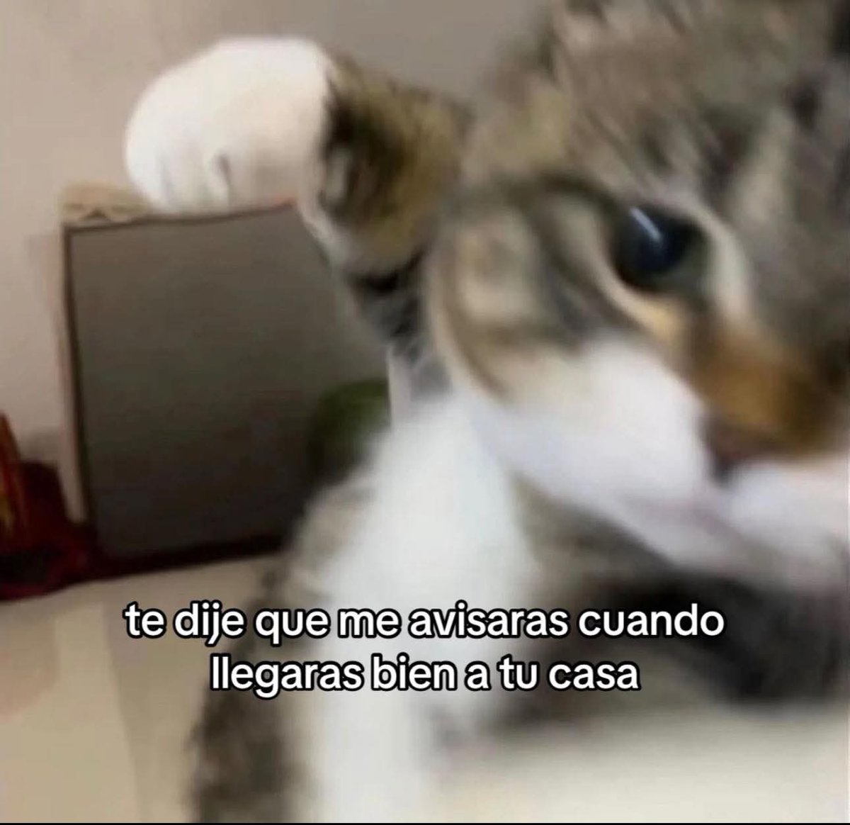 angelo_uf's tweet image. 