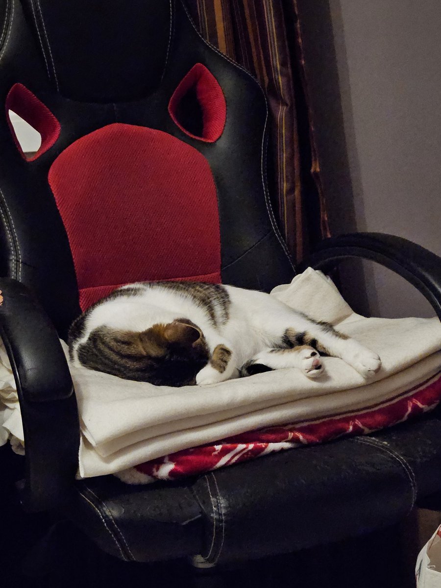 Lopoti chat qui fait dodo 🤗