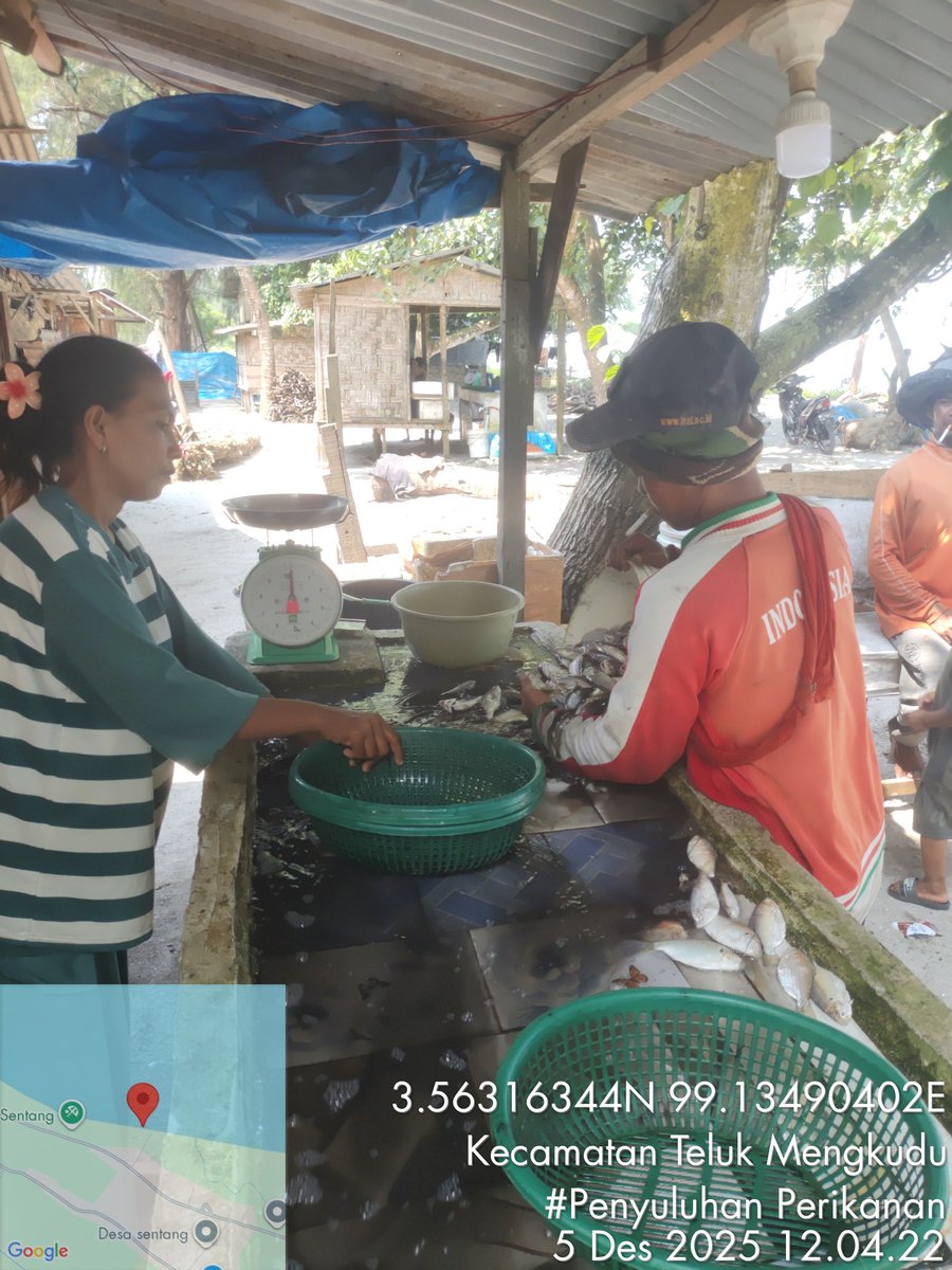 Stpjimmi06's tweet photo. Jumat (5/12/25), Jimmi Stp, Luhkan Kab. Sergai, di KUB Nelayan Maju, desa Sentang,  mlprkan hsl tkp  Kelong 8 kg/Rp 80000,  Suwalo 5 kg/Rp 45000, Sotong 5 kg/Rp 25000, Senangin 6 kg/Rp 30000, dan Gulamah 7 kg/Rp. 5000
#GiatLuhkanSatminkalMedan
#Tangkap
#SdgBdgai https://t.co/5HvDtoBzGW
